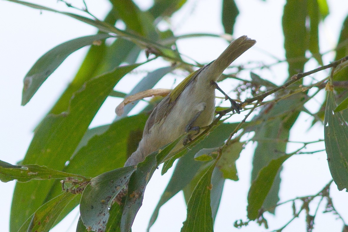 Rufous-banded Honeyeater - Dave Curtis