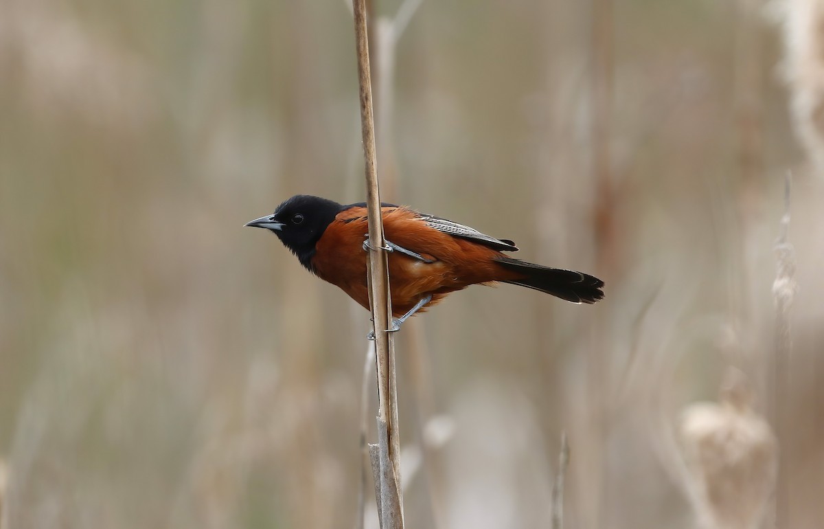 Orchard Oriole - ML618030322