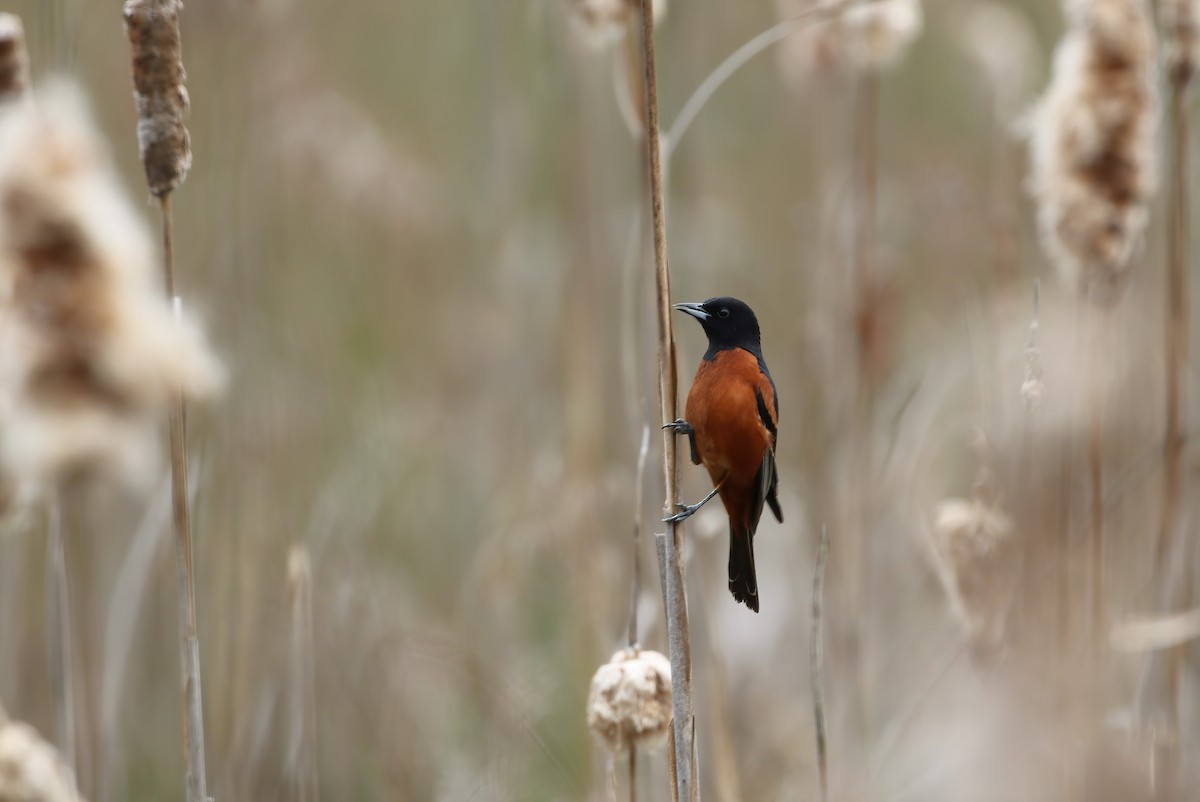 Orchard Oriole - ML618030323