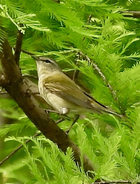 Tennessee Warbler - Stacey  Guidry