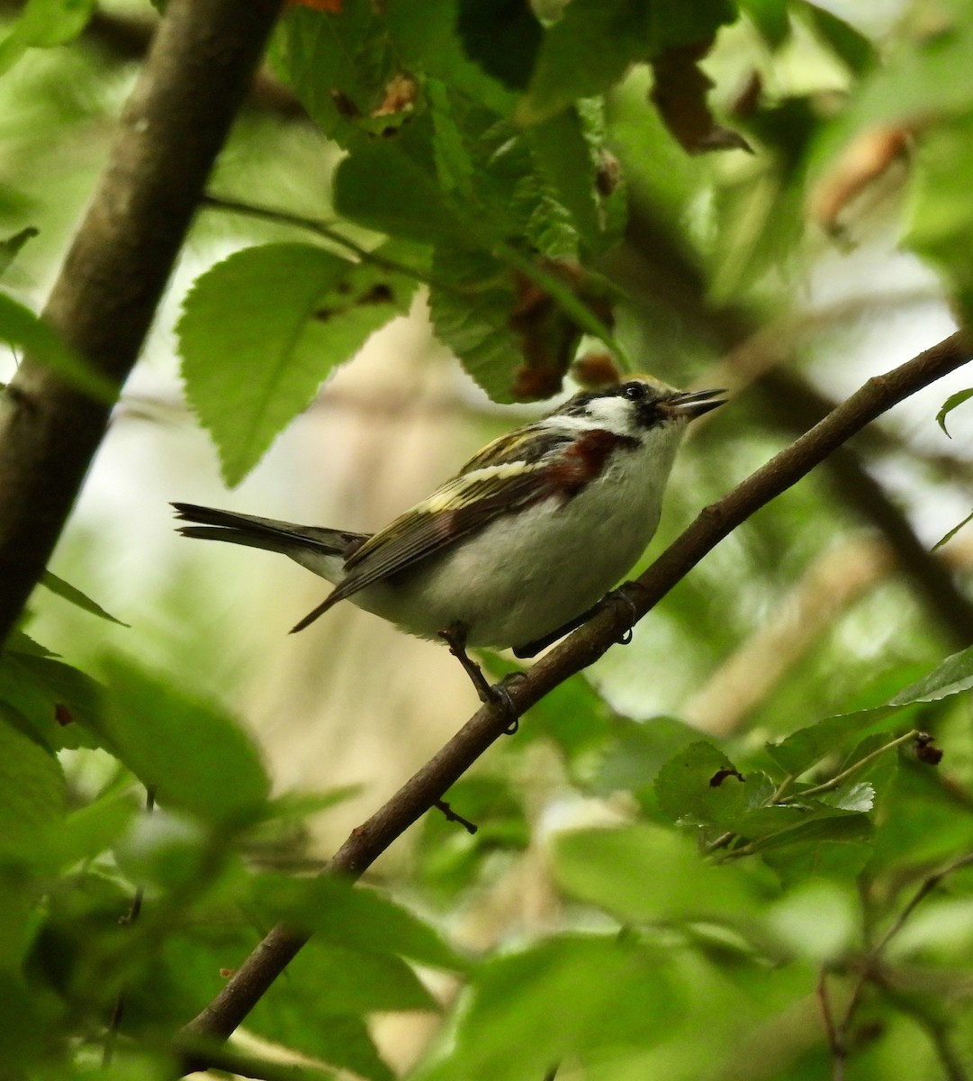 Chestnut-sided Warbler - Stacey  Guidry