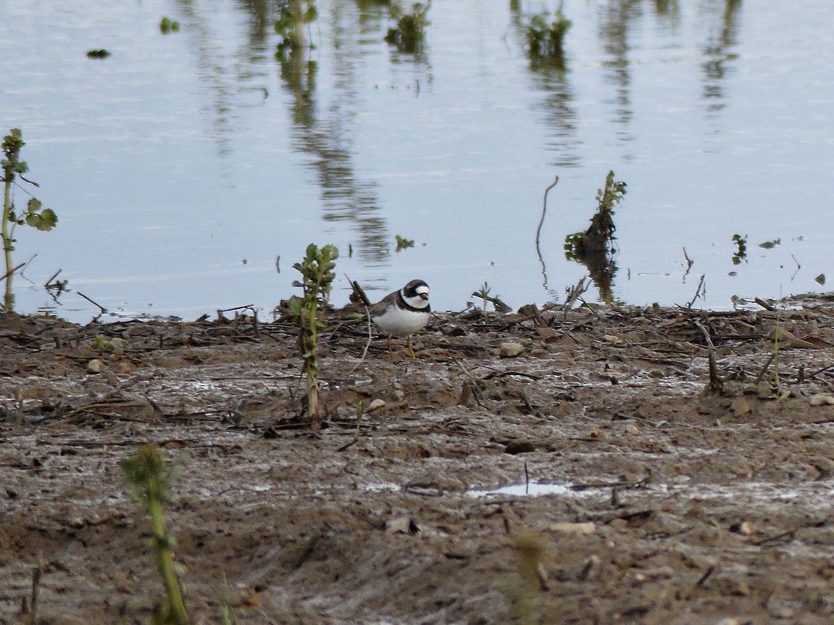 Semipalmated Plover - ML618030360
