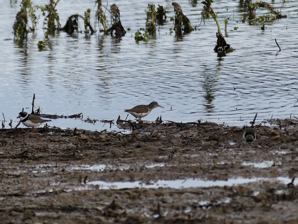 Spotted Sandpiper - Charles  Crawford