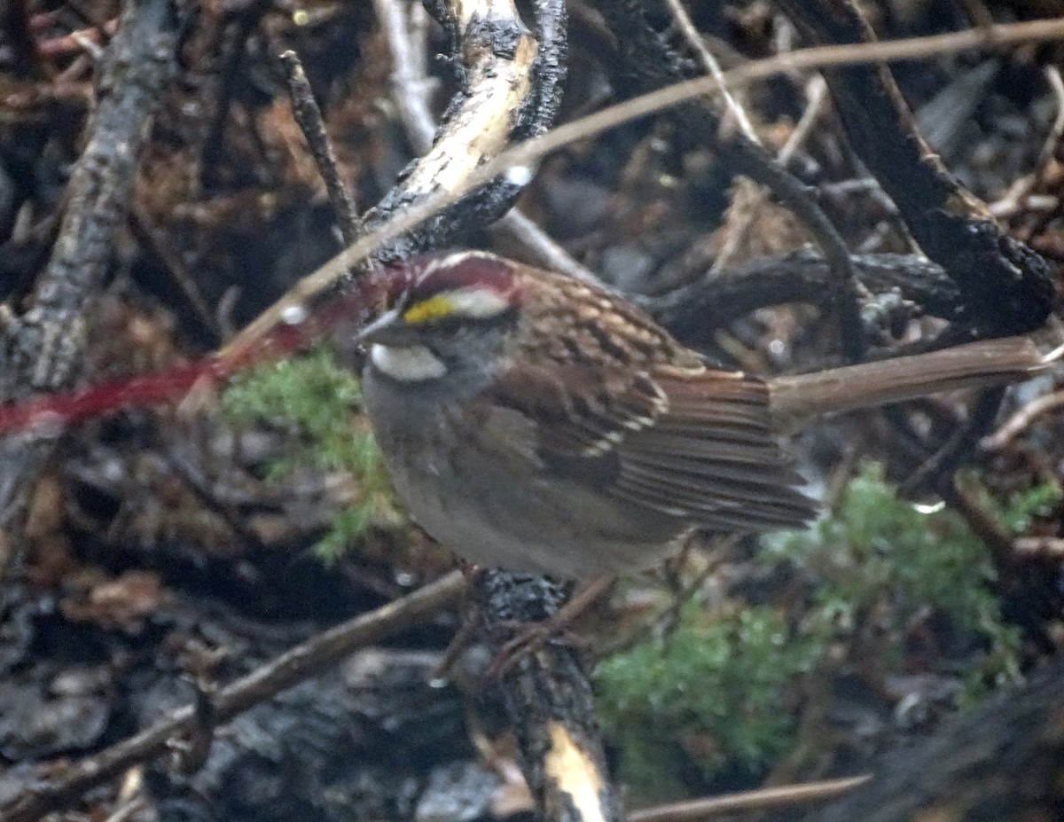 White-throated Sparrow - ML618030368