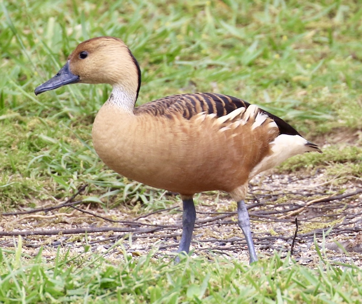 Fulvous Whistling-Duck - ML618030369