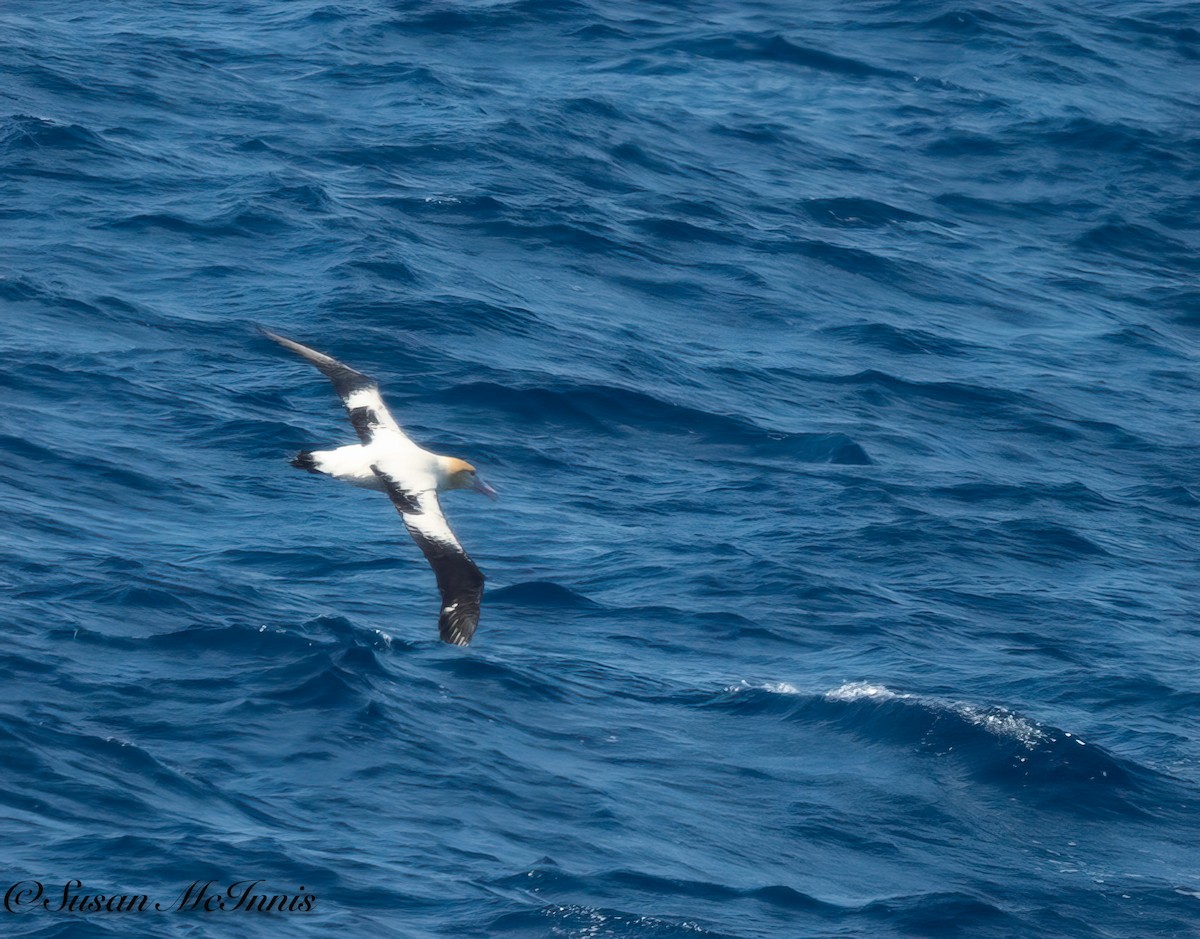 albatros bělohřbetý - ML618030371