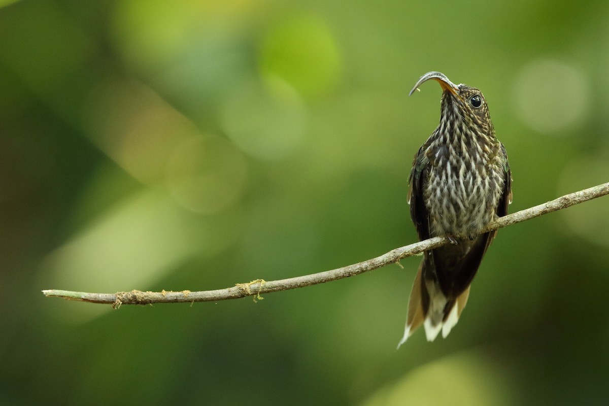 kolibřík orlozobec - ML618030401