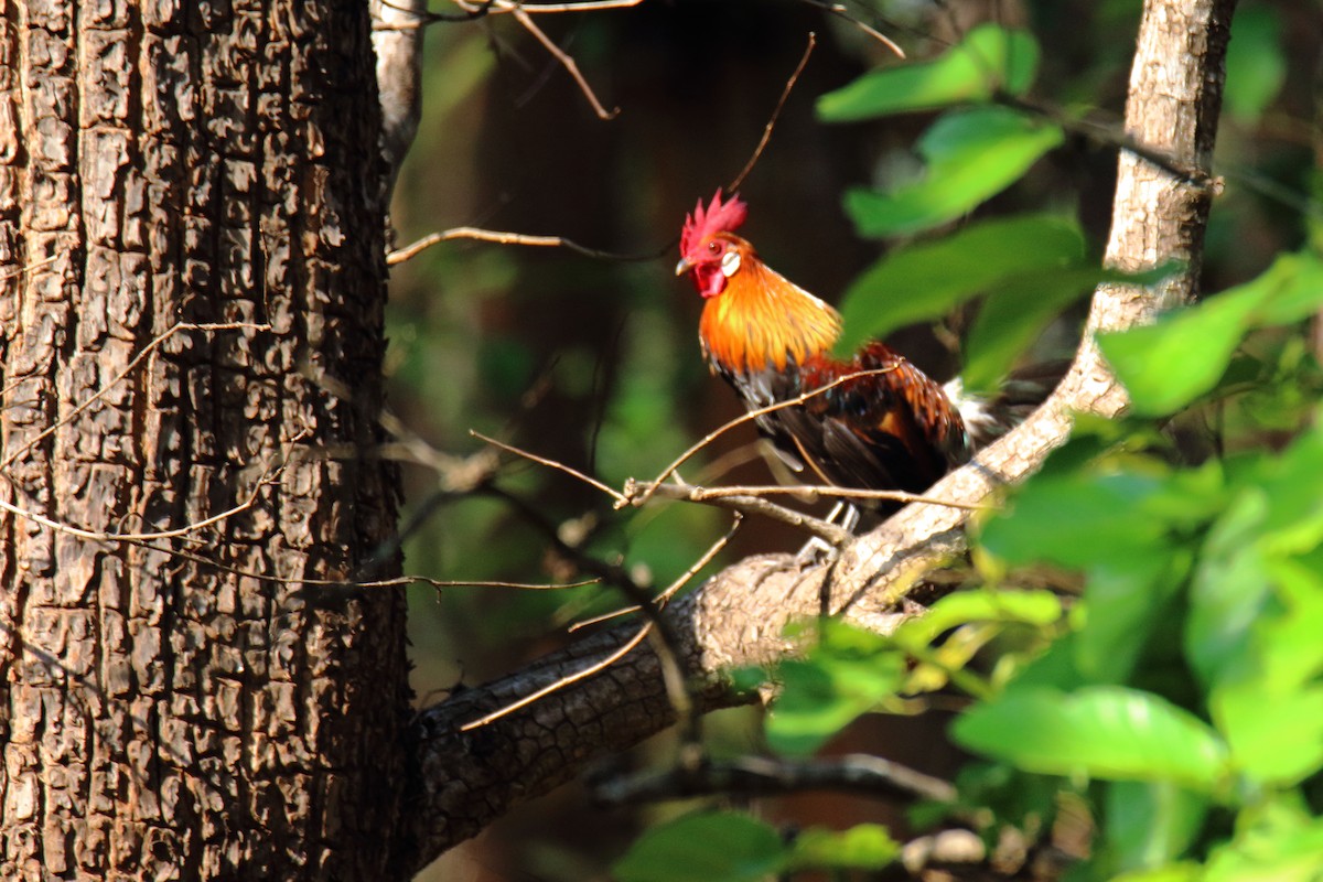 Red Junglefowl - Anshuman Sarkar