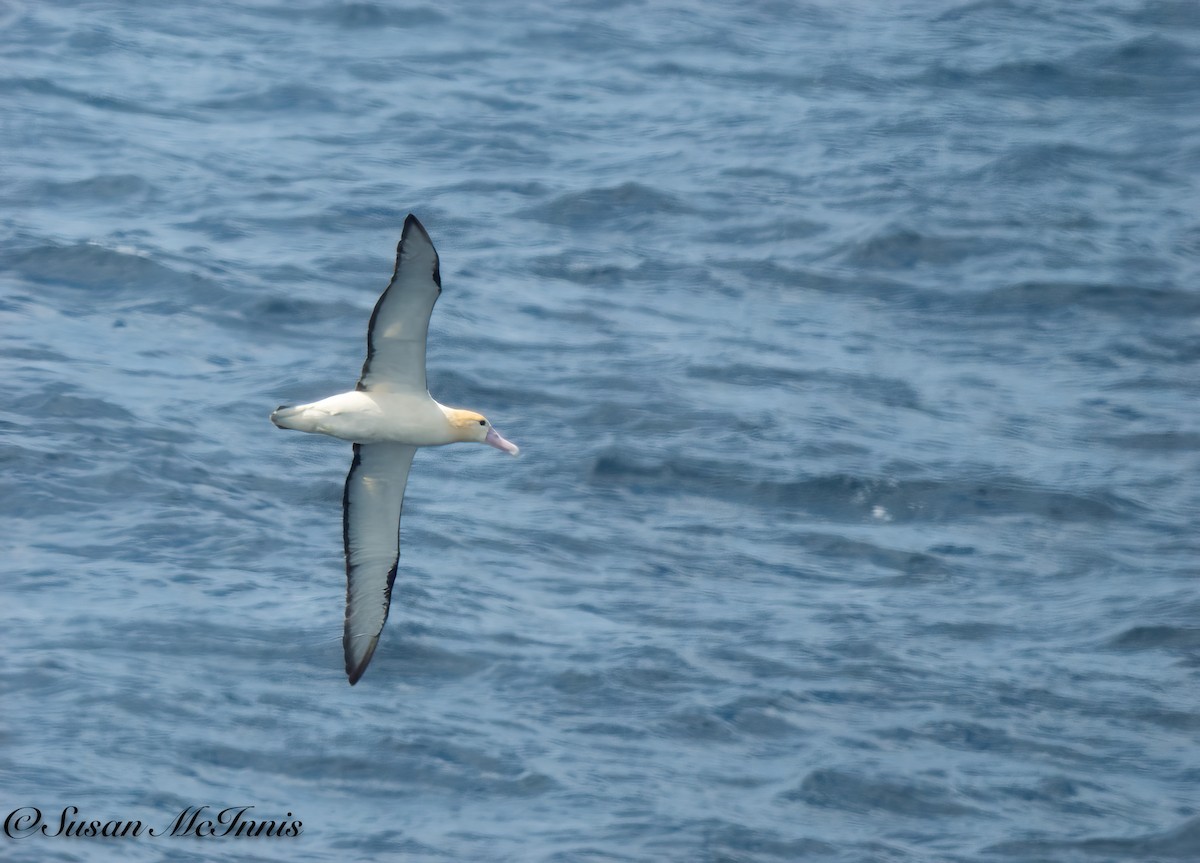 albatros bělohřbetý - ML618030420