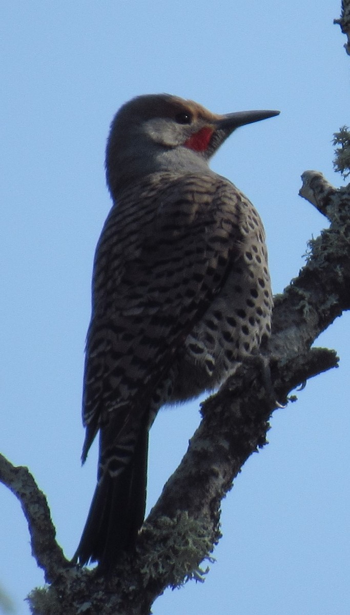 Northern Flicker (Red-shafted) - damon taylor