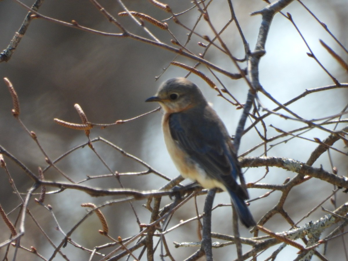 Eastern Bluebird - Spence Brennick