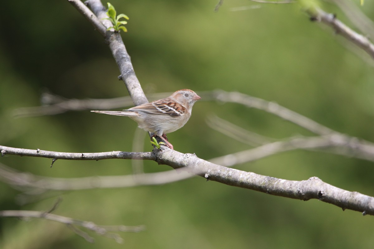 Field Sparrow - Daniel Lebbin
