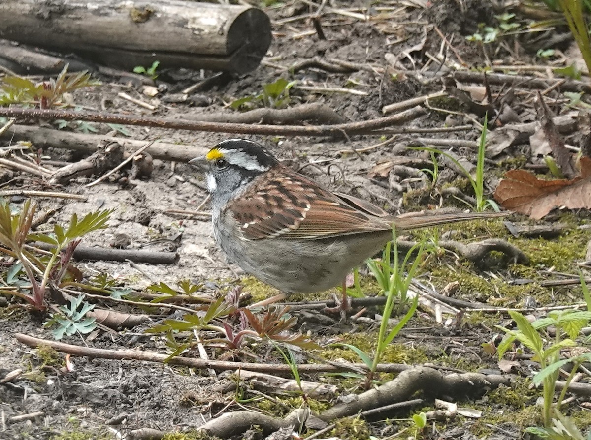 White-throated Sparrow - Judith Huf