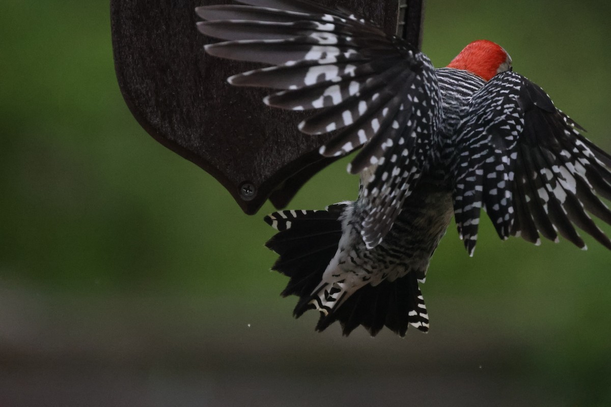 Red-bellied Woodpecker - ML618030473