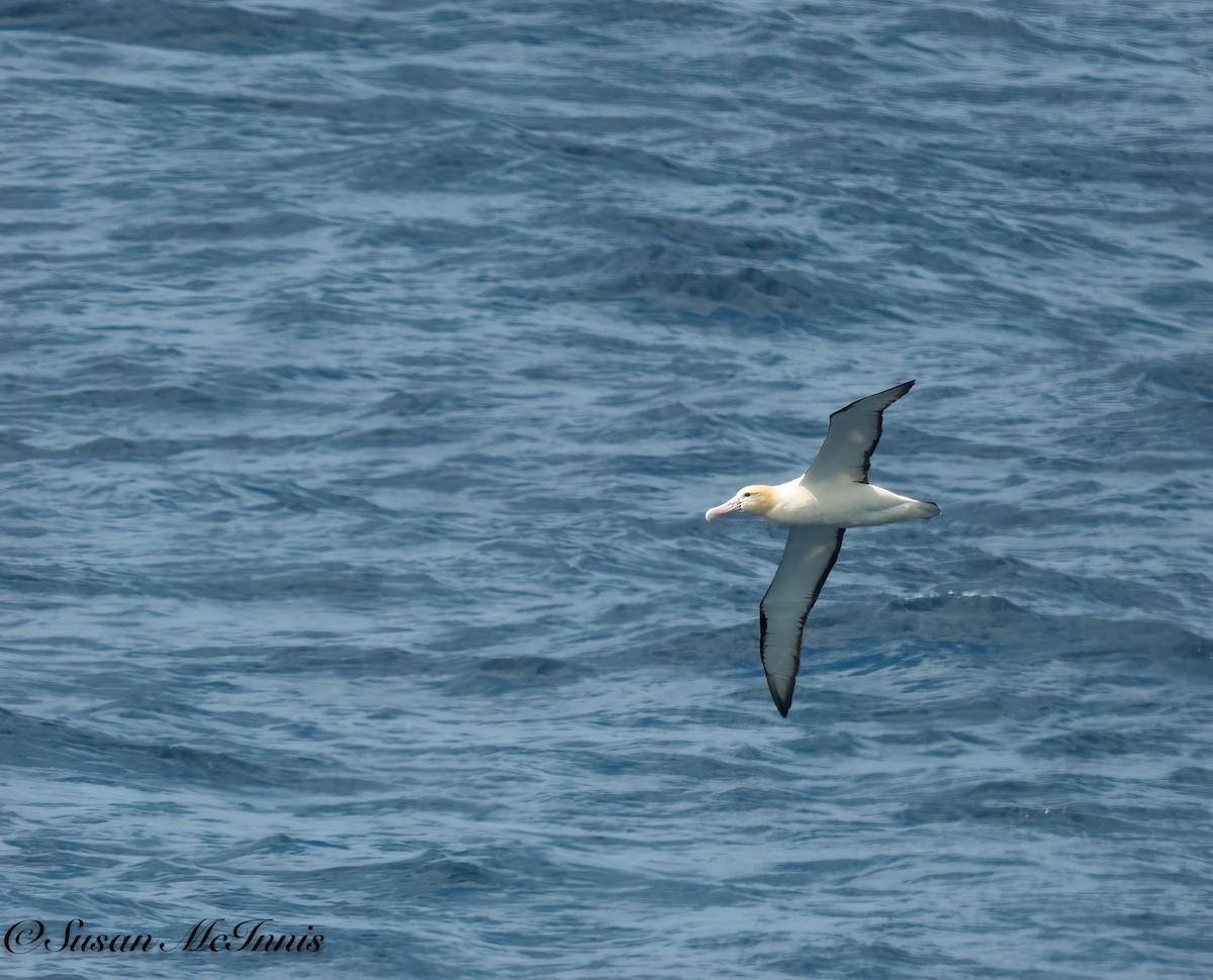 albatros bělohřbetý - ML618030480