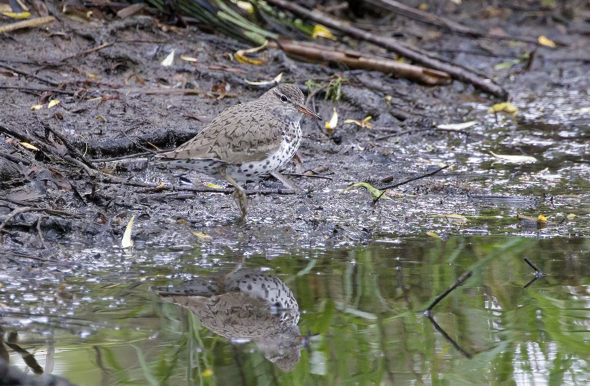 Spotted Sandpiper - Gregory Johnson