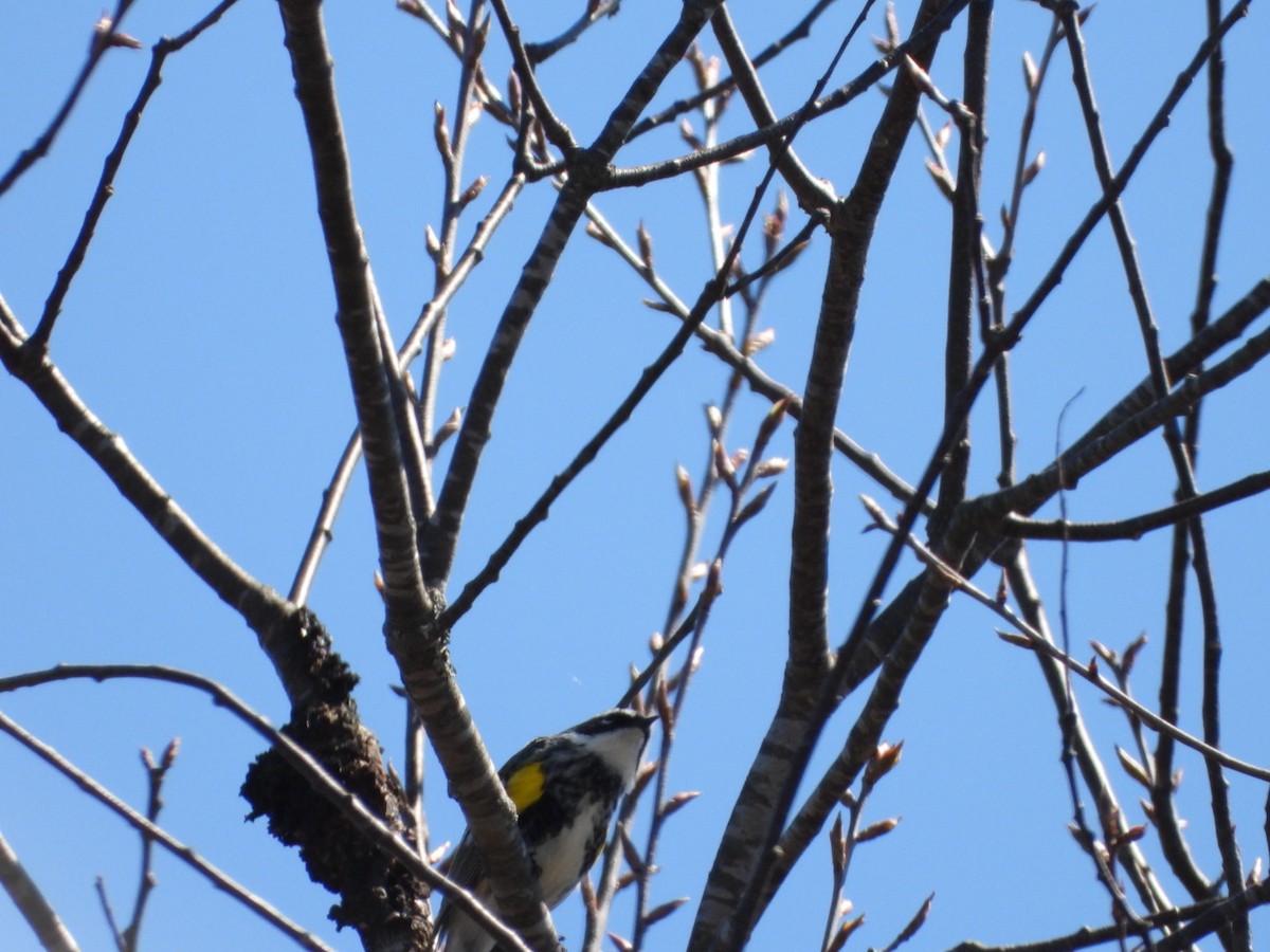 Yellow-rumped Warbler - ML618030534