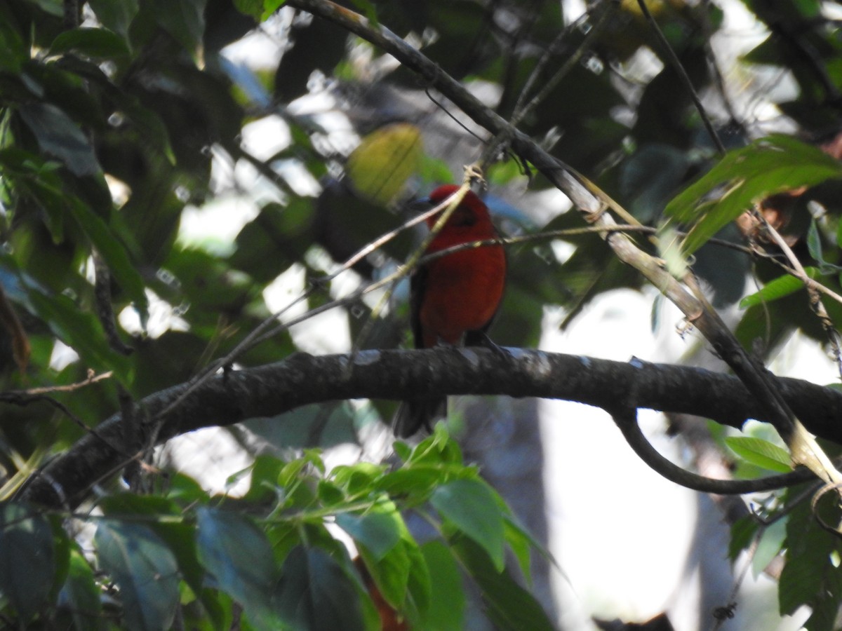 Flame-colored Tanager - Marco Costa