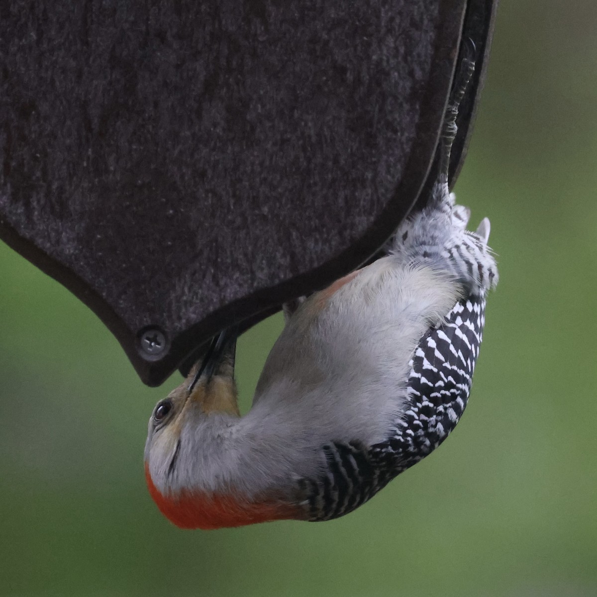 Red-bellied Woodpecker - ML618030575