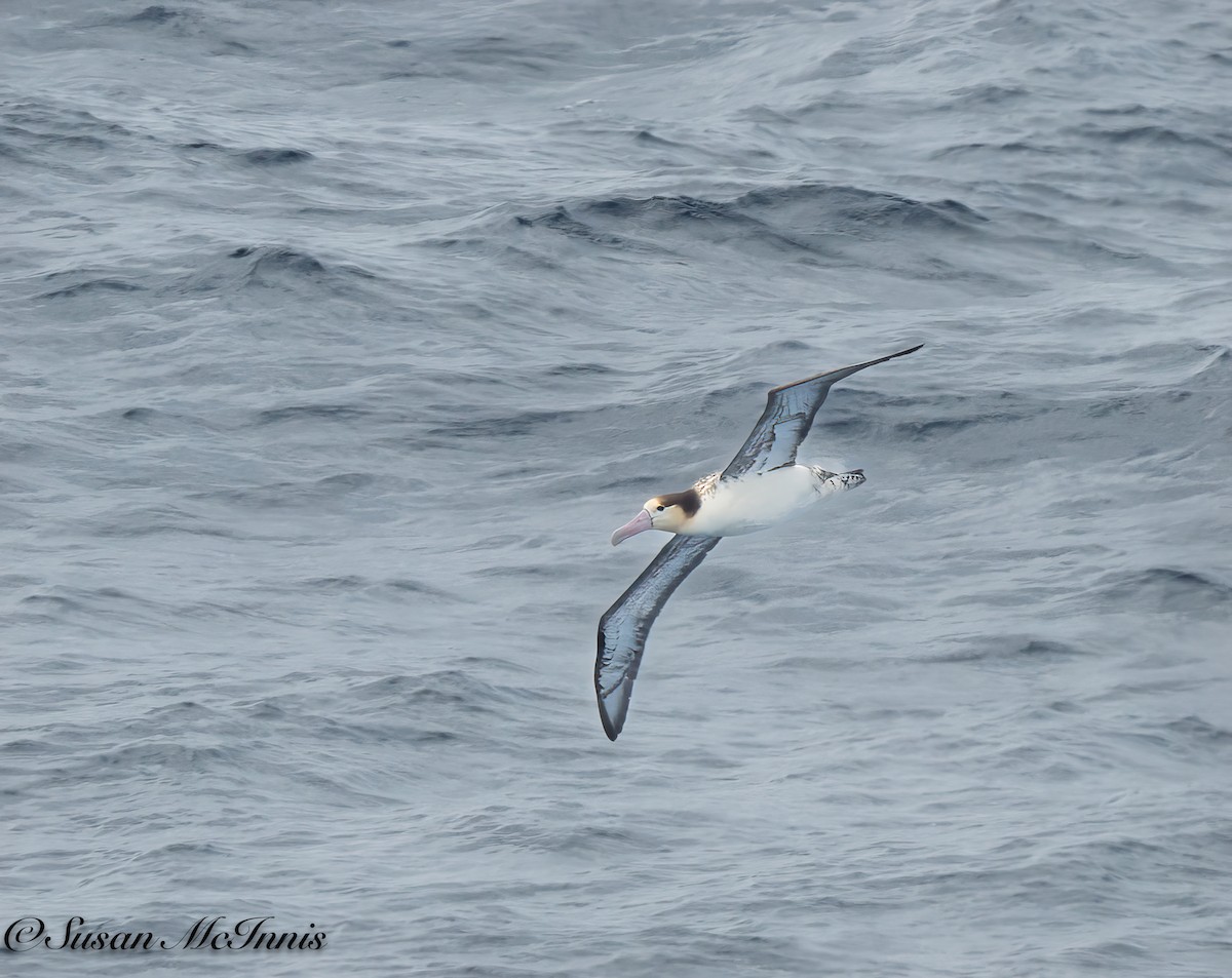 albatros bělohřbetý - ML618030576