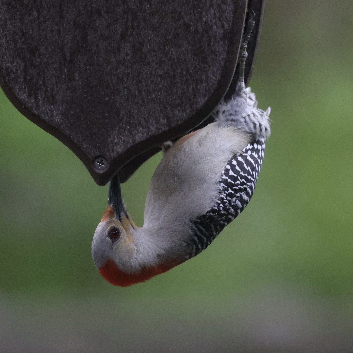 Red-bellied Woodpecker - ML618030585