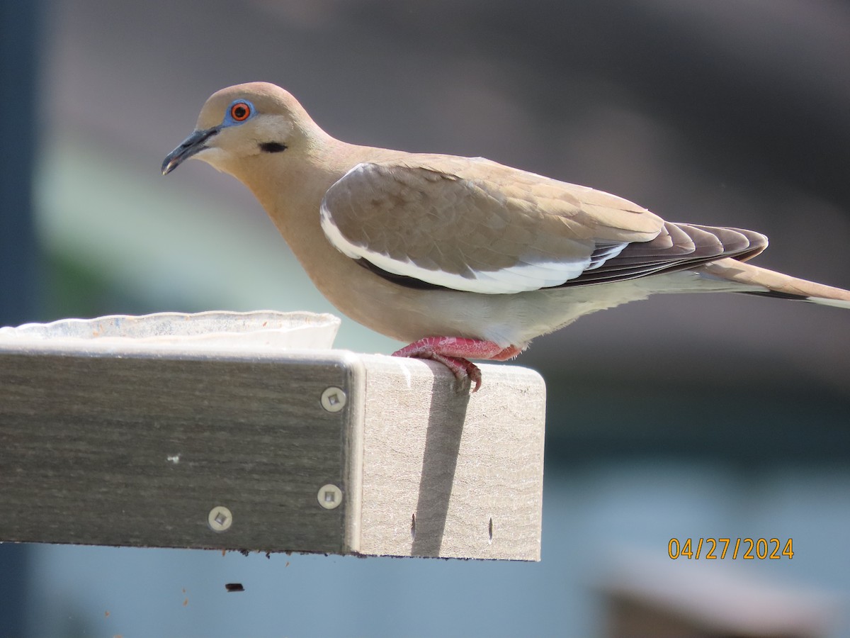 White-winged Dove - ML618030590