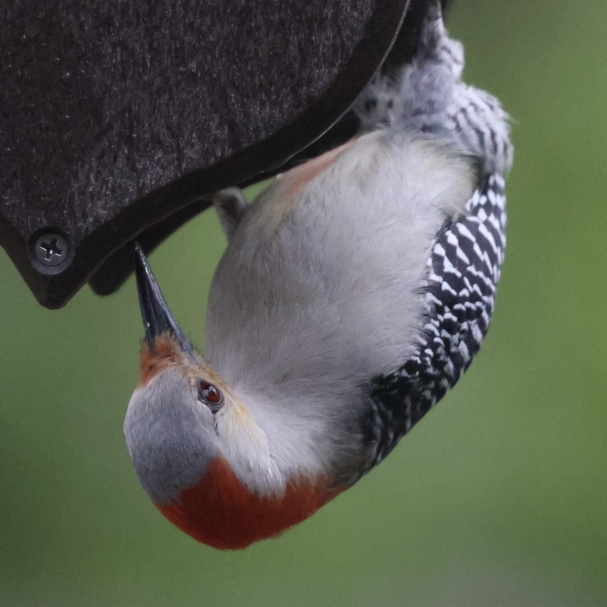 Red-bellied Woodpecker - ML618030598