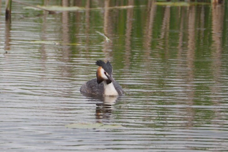 Great Crested Grebe - ML618030626
