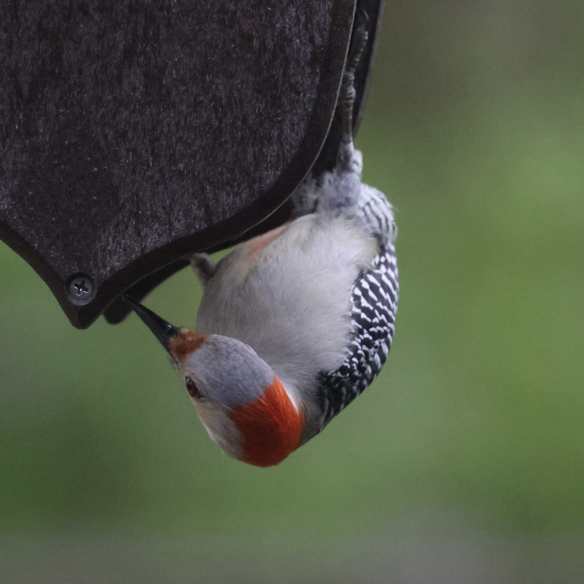 Red-bellied Woodpecker - ML618030627