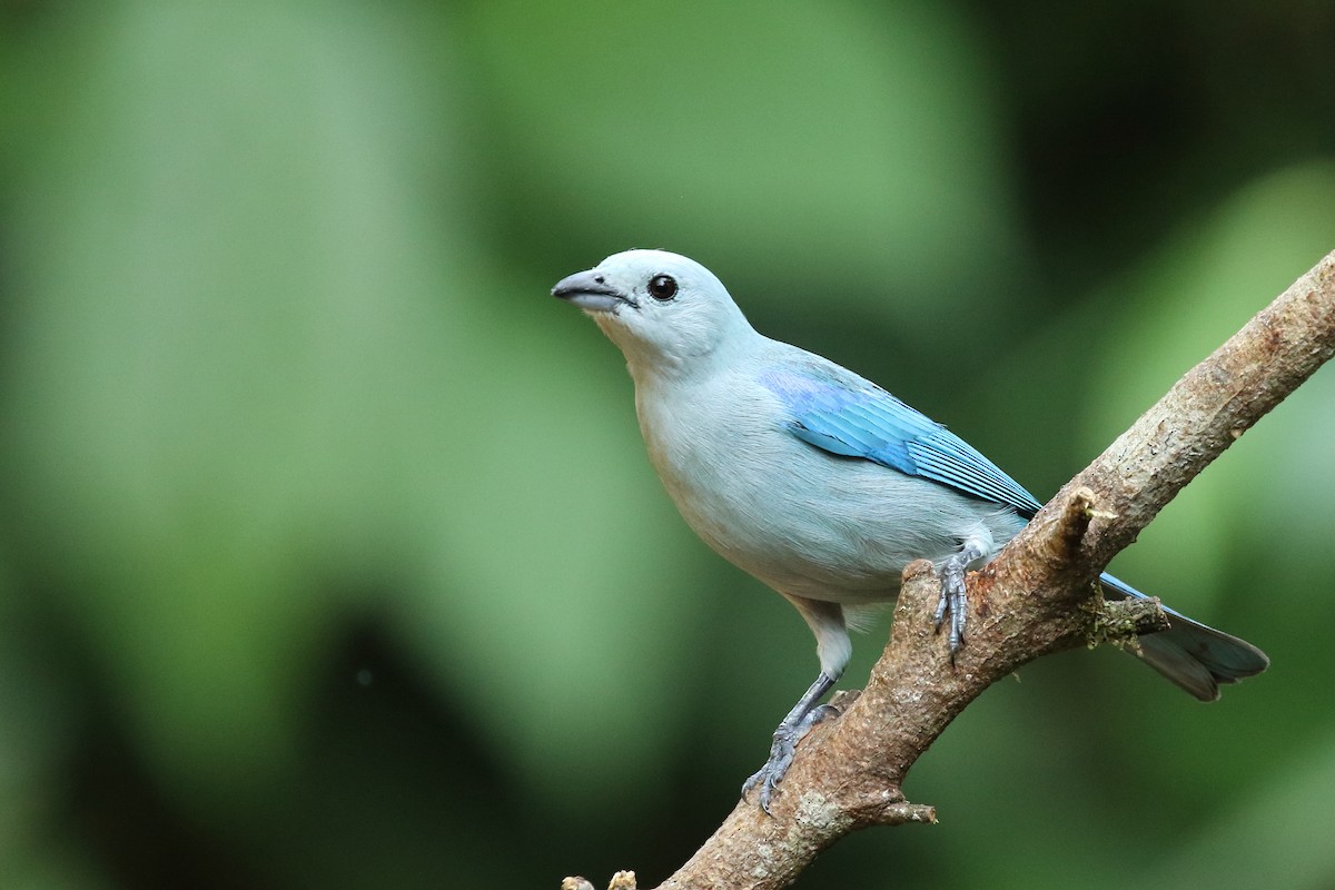 Blue-gray Tanager - Brian Gibbons