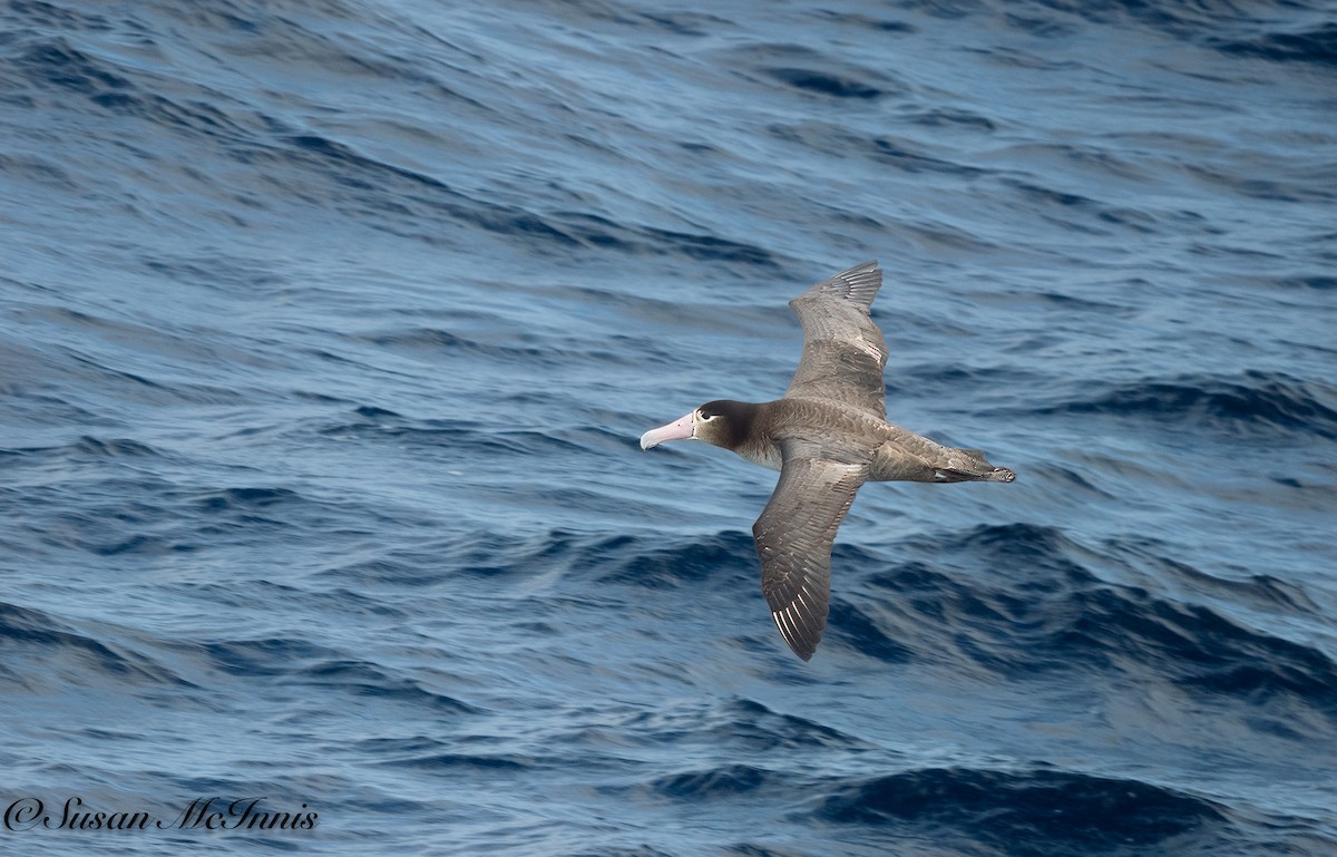 Short-tailed Albatross - ML618030630
