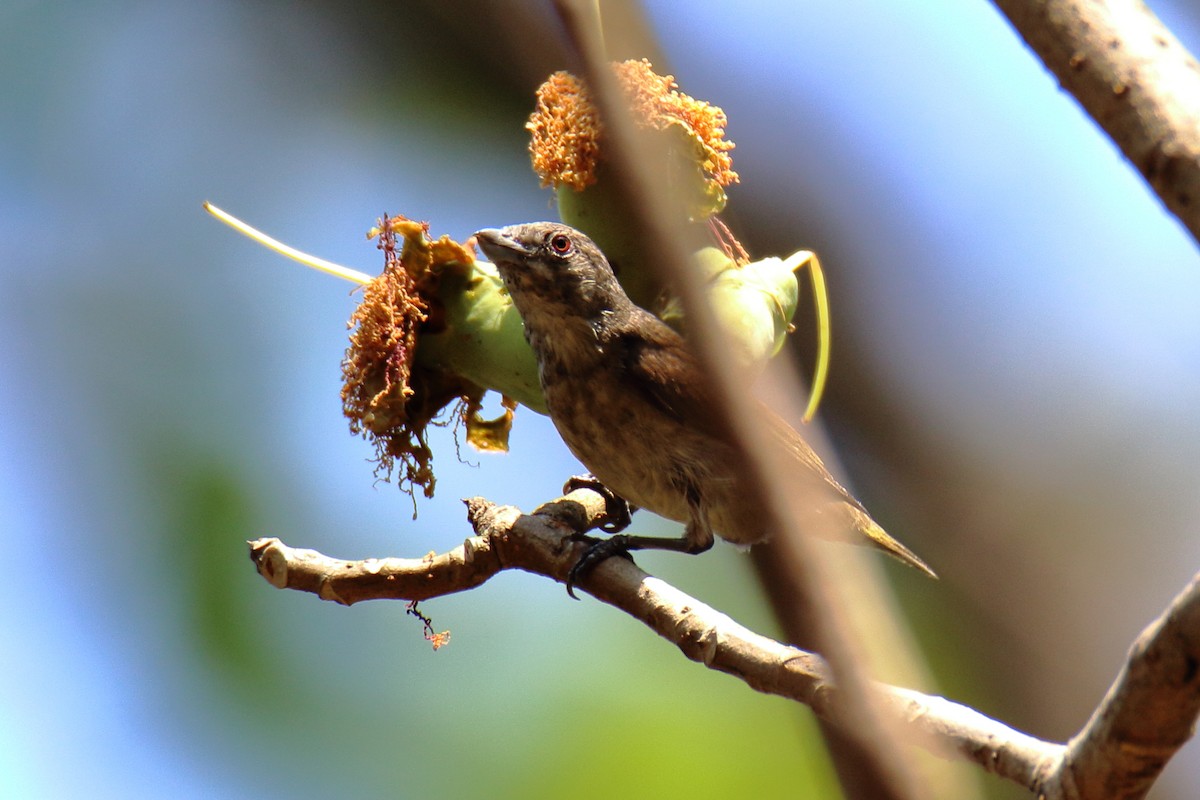 Thick-billed Flowerpecker - Anshuman Sarkar