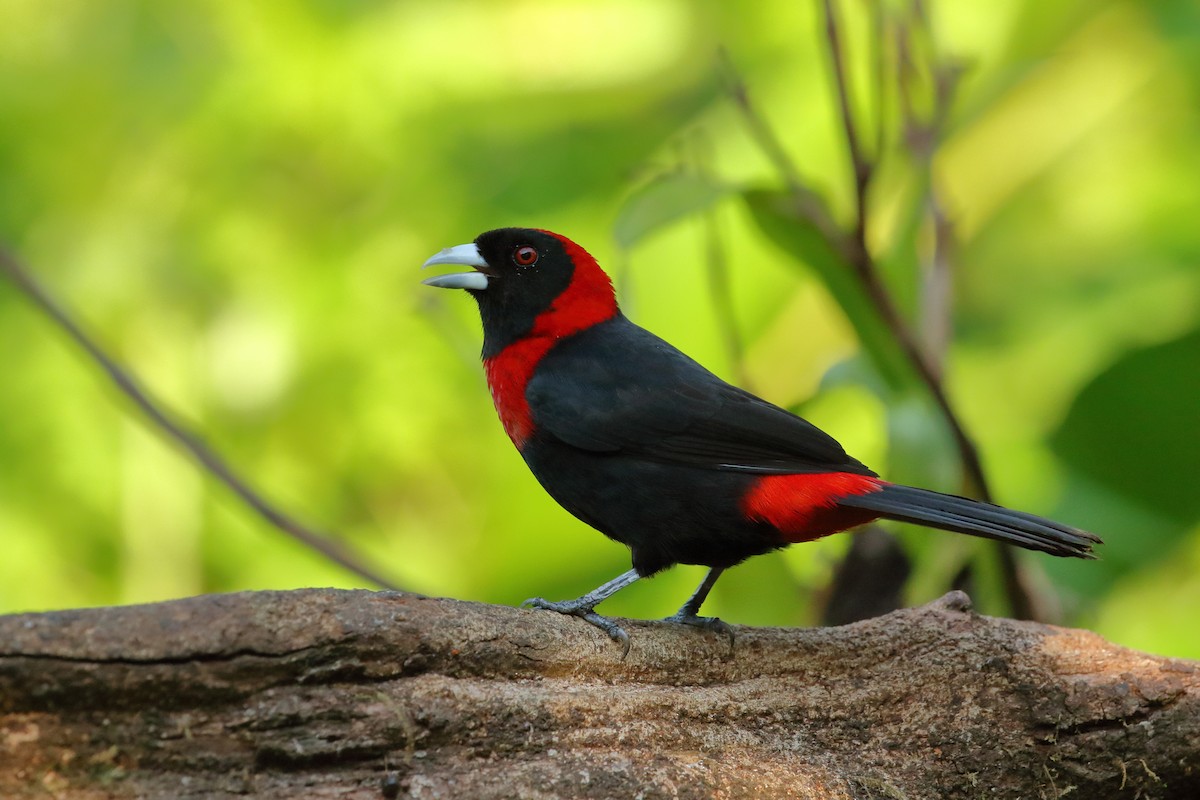 Crimson-collared Tanager - Brian Gibbons