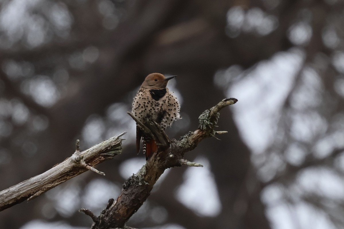 Northern Flicker (Red-shafted) - ML618030700
