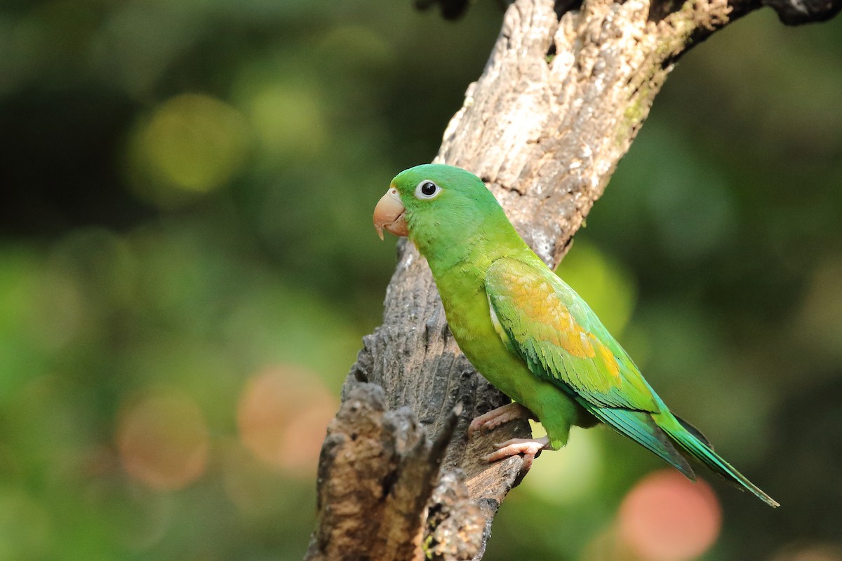 Orange-chinned Parakeet - Brian Gibbons