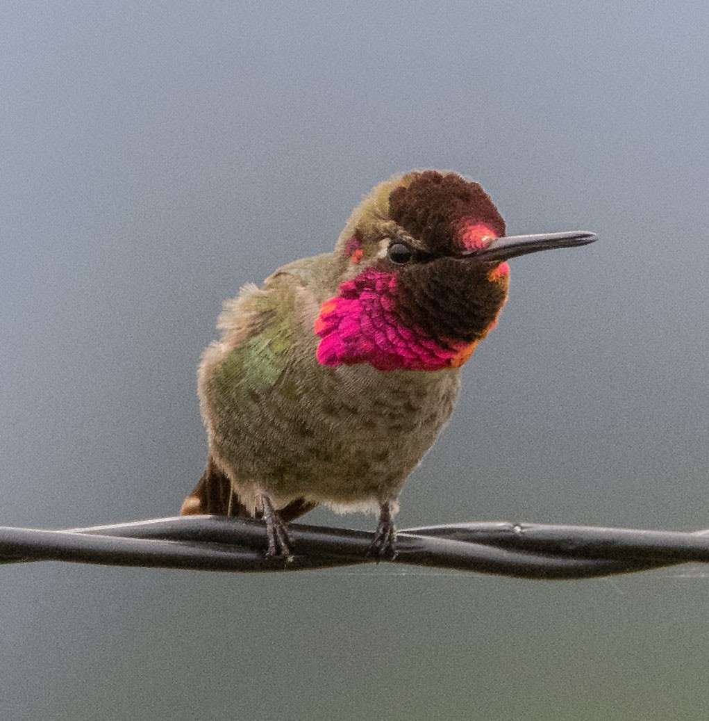 Anna's Hummingbird - Margaret & Fred Parkes