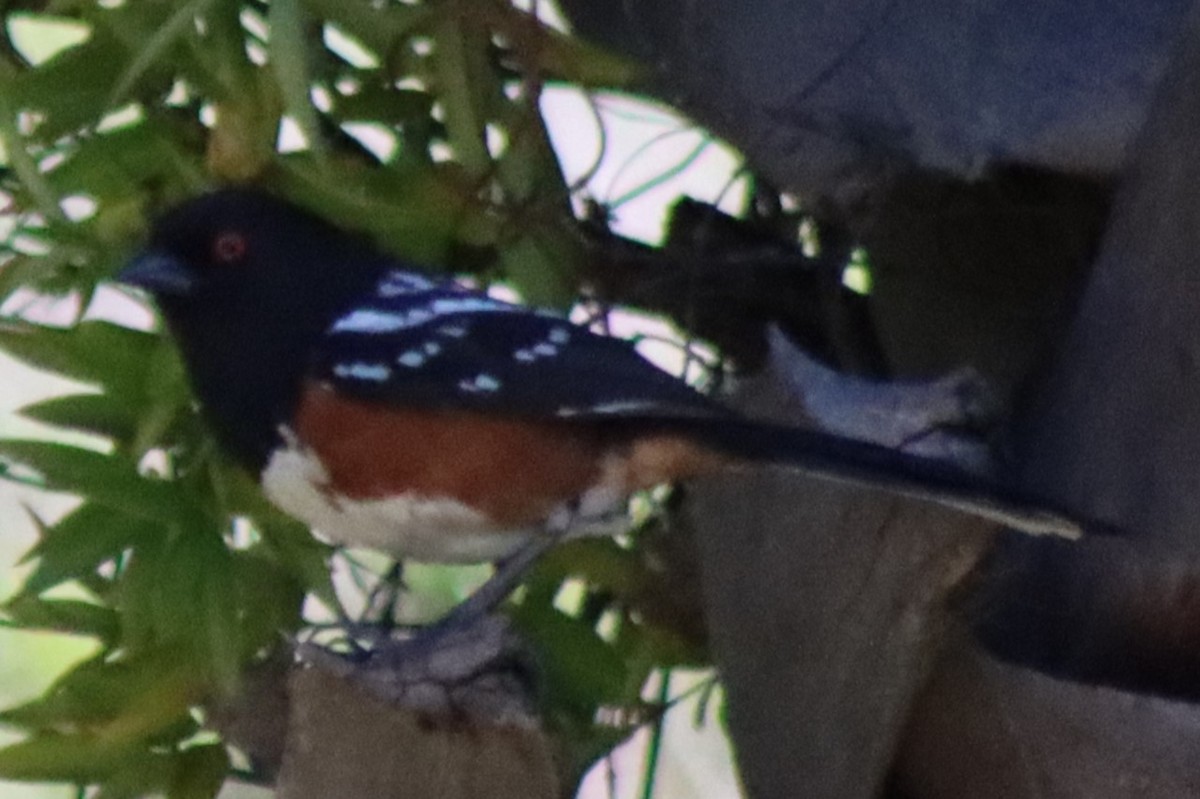 Spotted Towhee - ML618030729