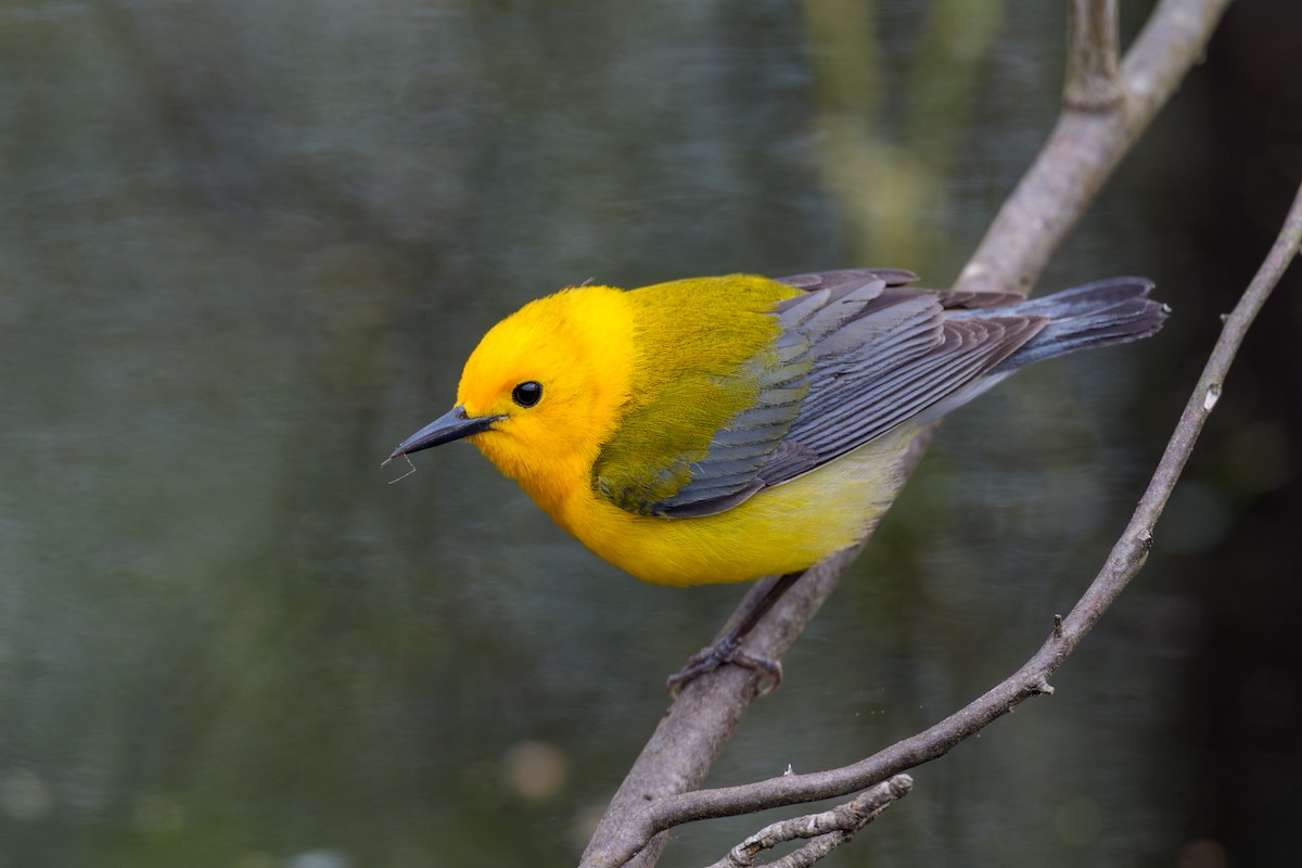 Prothonotary Warbler - ML618030732