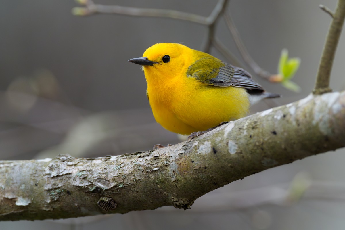 Prothonotary Warbler - ML618030733