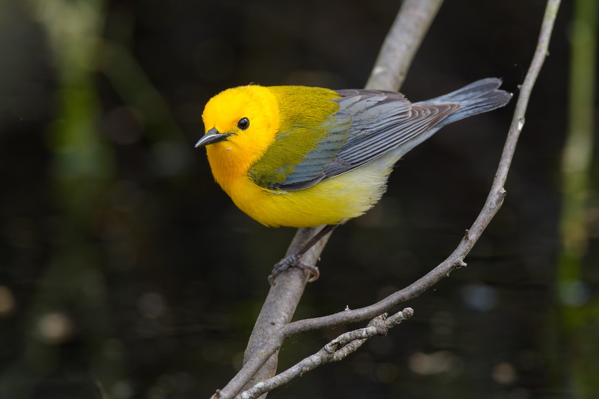 Prothonotary Warbler - ML618030734