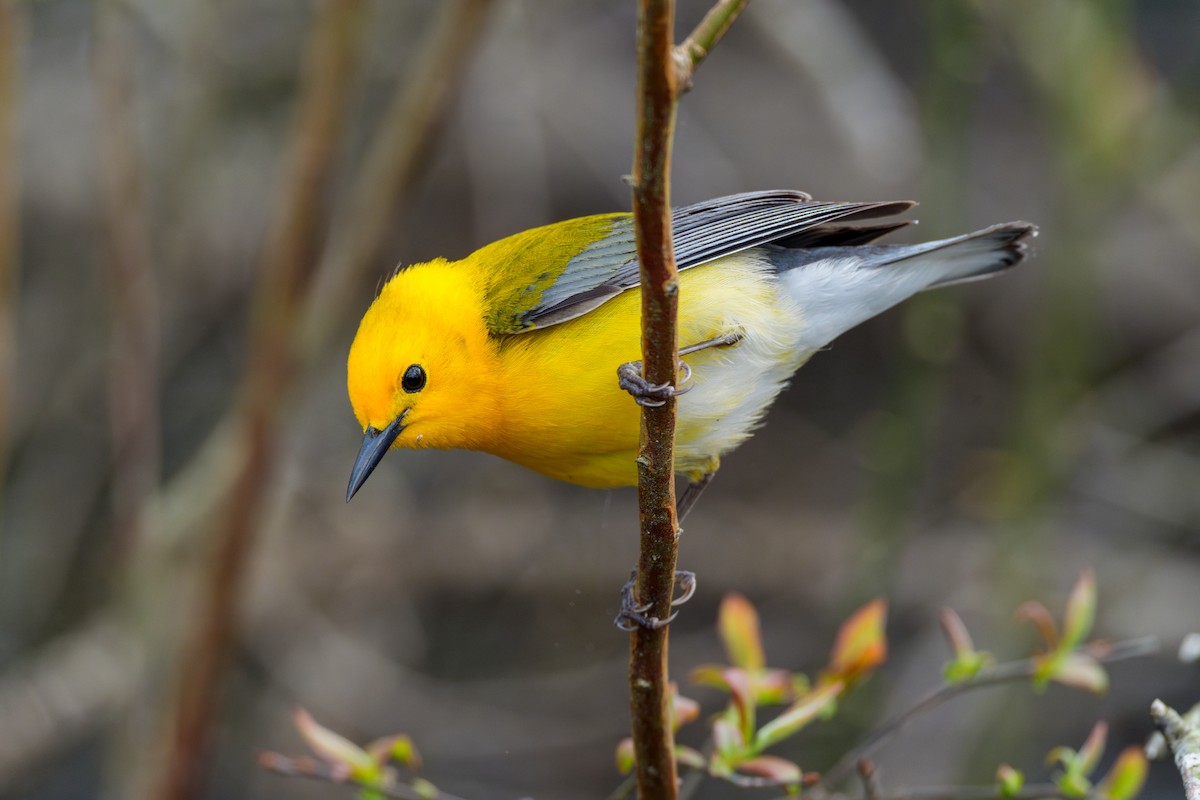 Prothonotary Warbler - ML618030735