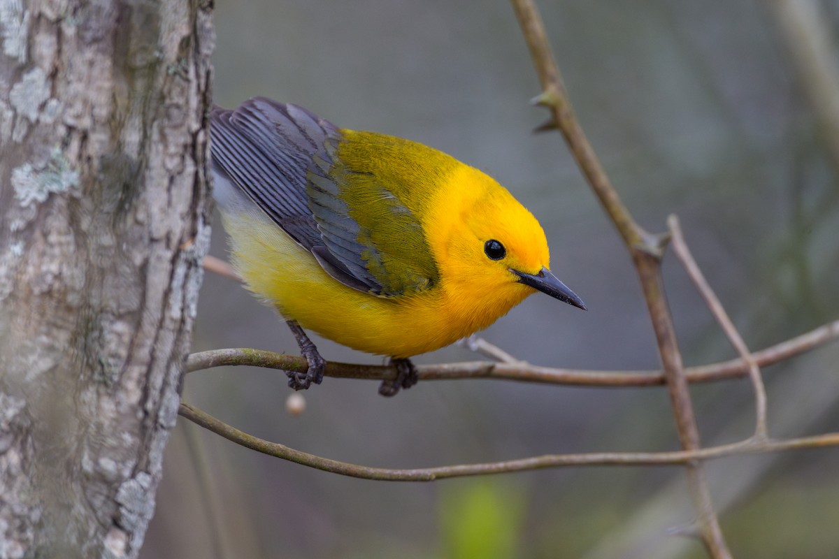 Prothonotary Warbler - ML618030736