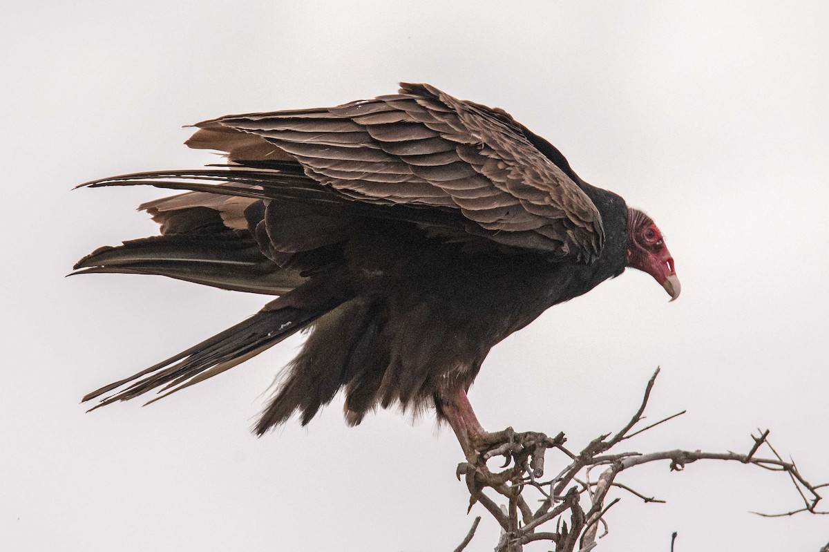Turkey Vulture - ML618030738