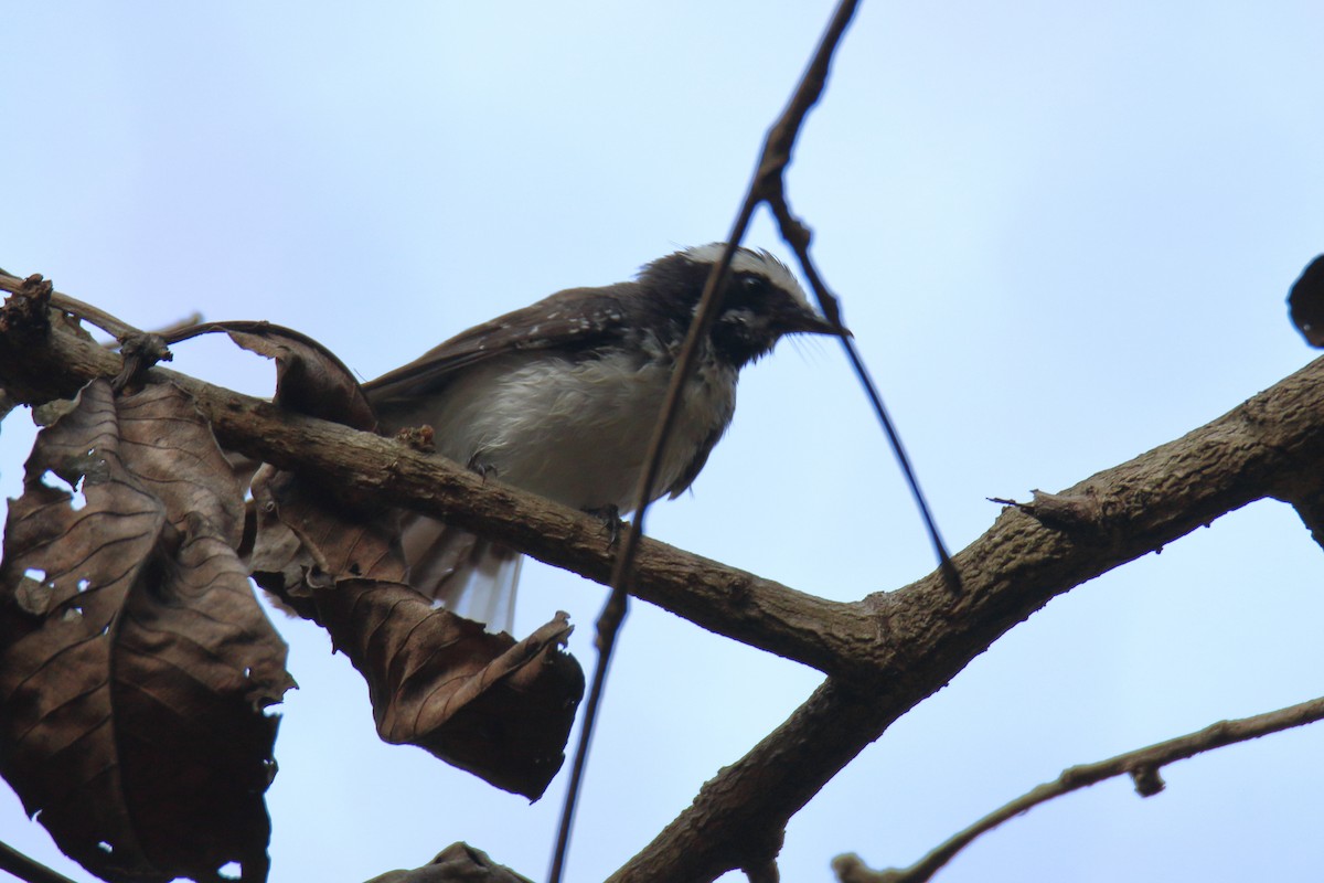 White-browed Fantail - ML618030766