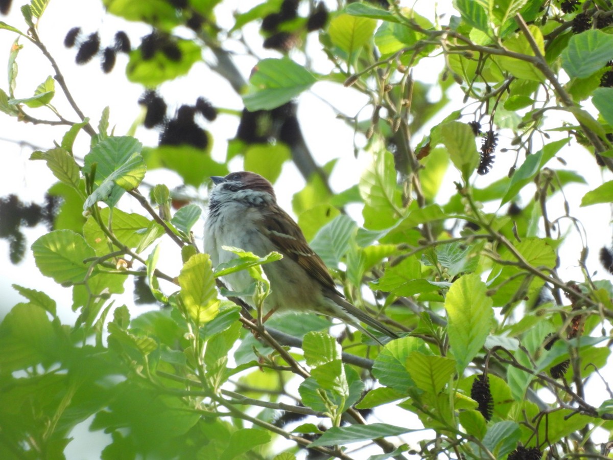 Eurasian Tree Sparrow - Anja Kahl