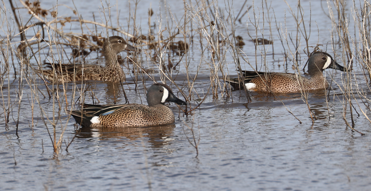Blue-winged Teal - ML618030791