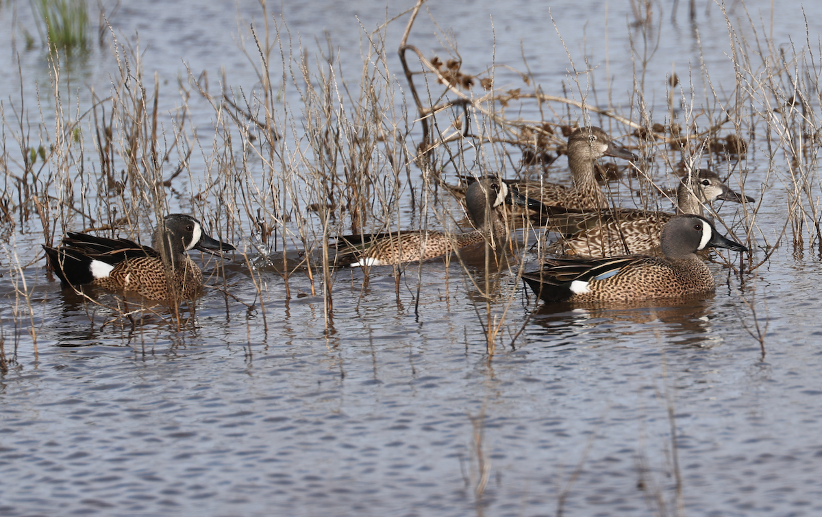 Blue-winged Teal - ML618030792