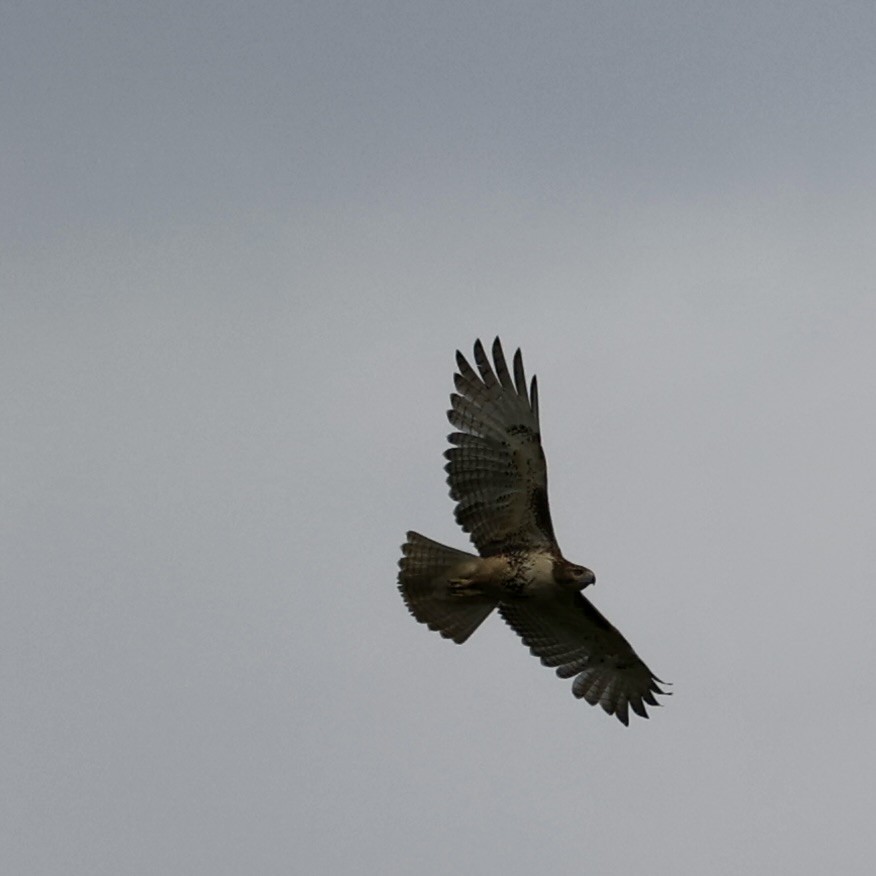 Red-tailed Hawk - ML618030811