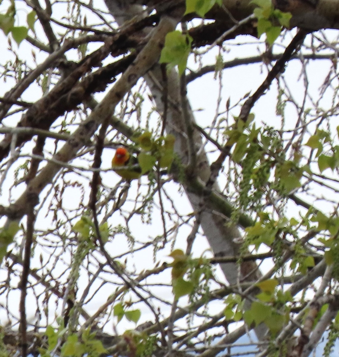 Western Tanager - ML618030818