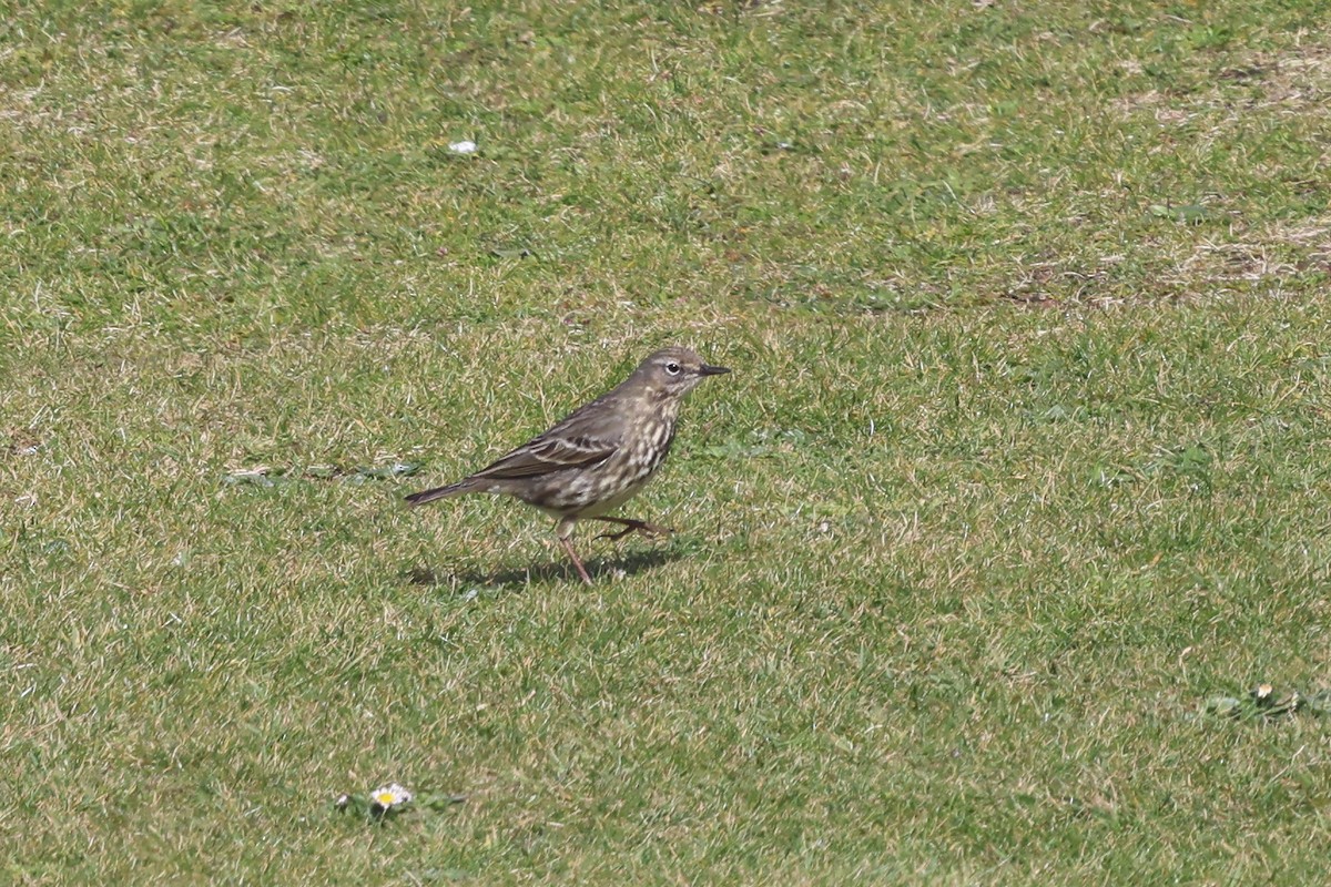 Meadow Pipit - ML618030823